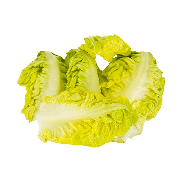 Lechuga